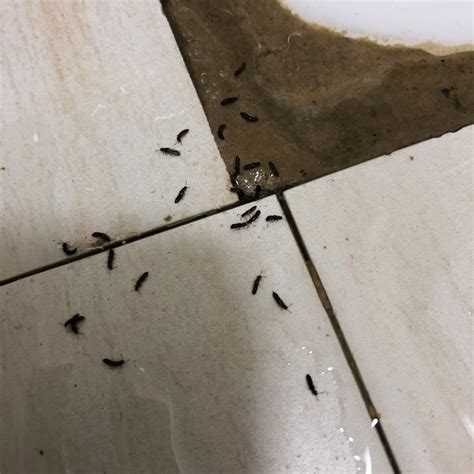 廁所有螞蟻原因
